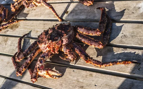 Rote Königskrabbe auf einem hölzernen Dock in der Sonne liegend.